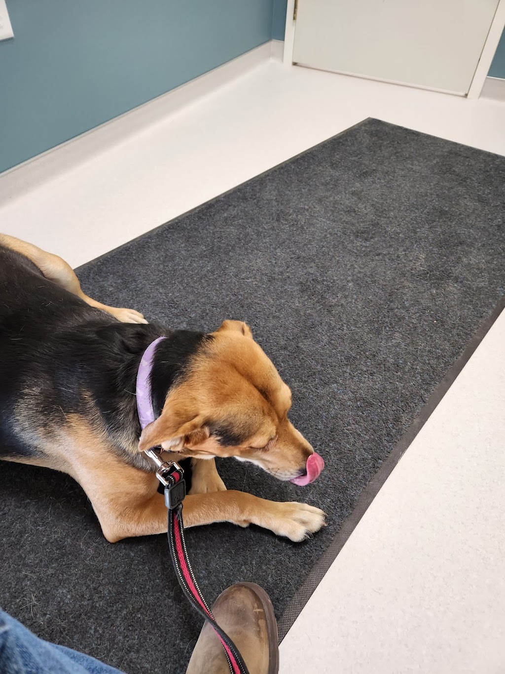 WestVets Animal Hospital | 876 Heritage Blvd W Unit 150, Lethbridge, AB T1K 8G1, Canada | Phone: (587) 425-6733
