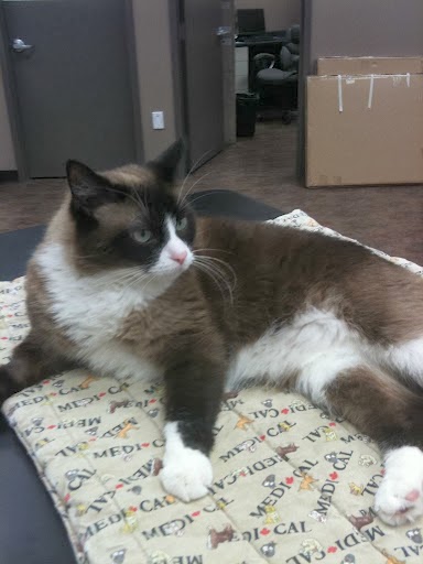 Gateway Pet Hospital Kitchener | 4391 King St E, Kitchener, ON N2P 2G1, Canada | Phone: (519) 653-1003