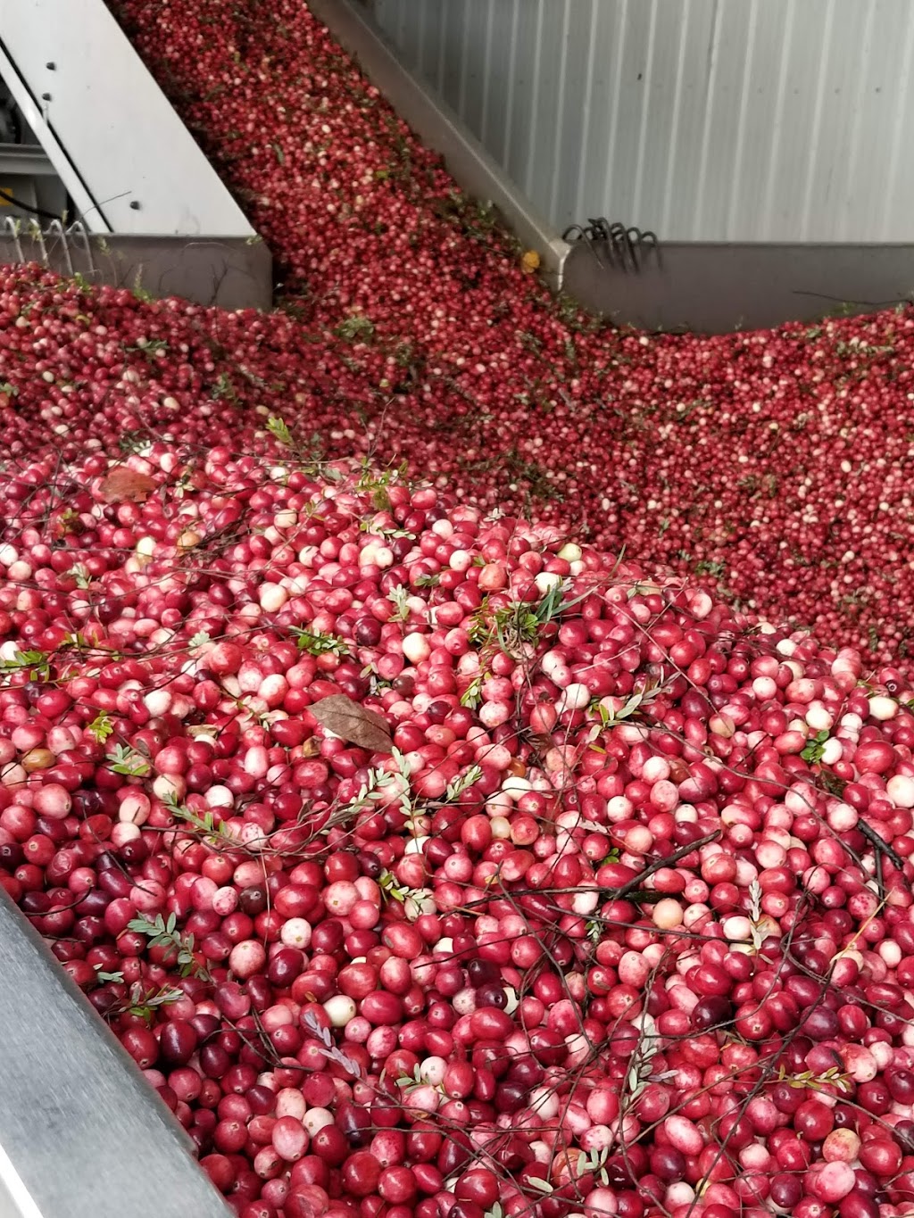 Bala Cranberry Festival | 3060 Muskoka District Road 169, Bala, ON P0C 1A0, Canada | Phone: (705) 762-1564