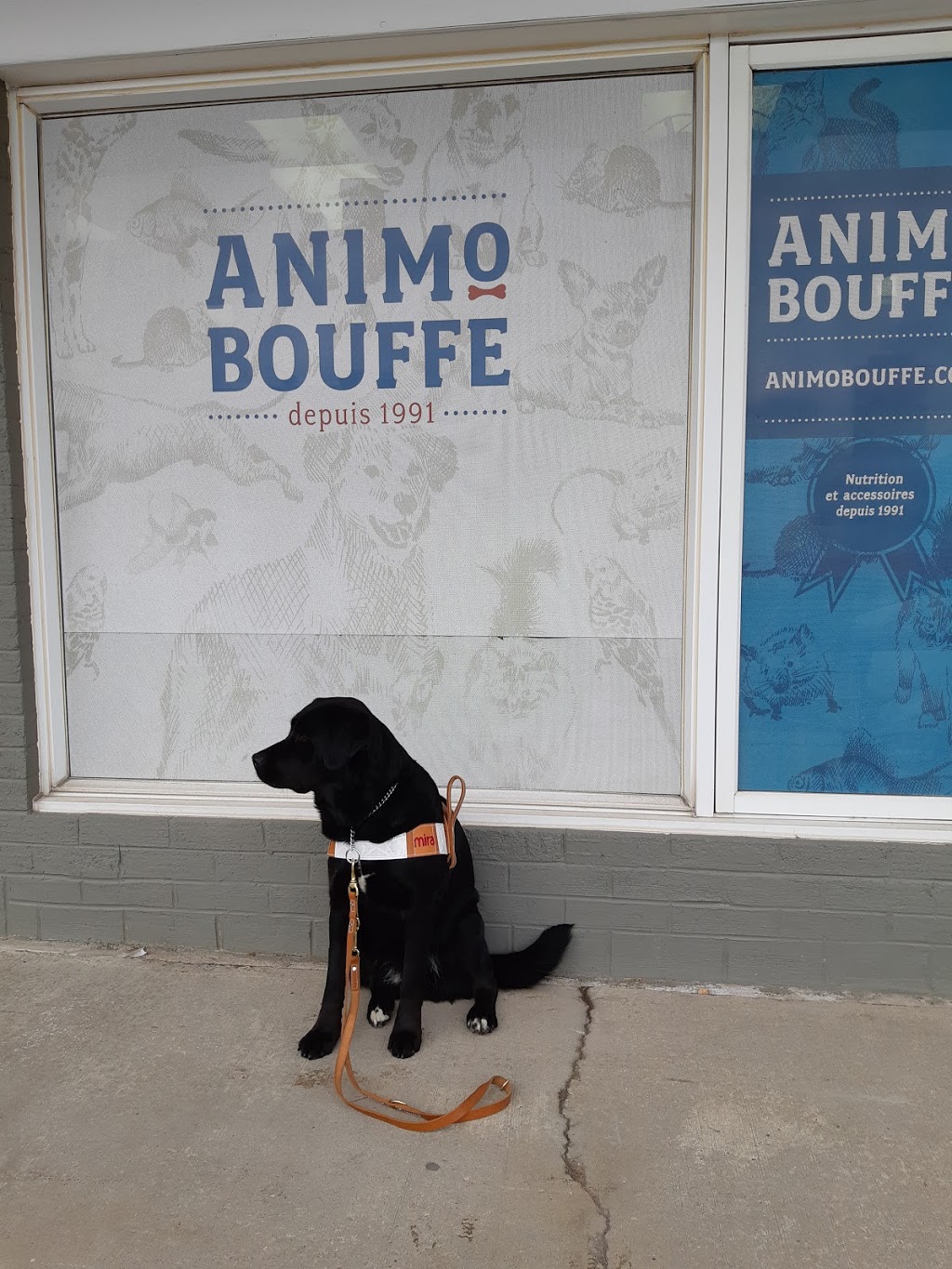 AnimObouffe St-Jean-Chrysostome | 848 Avenue Taniata Local 114, Saint-Jean-Chrysostome, QC G6Z 2T6, Canada | Phone: (418) 839-1798