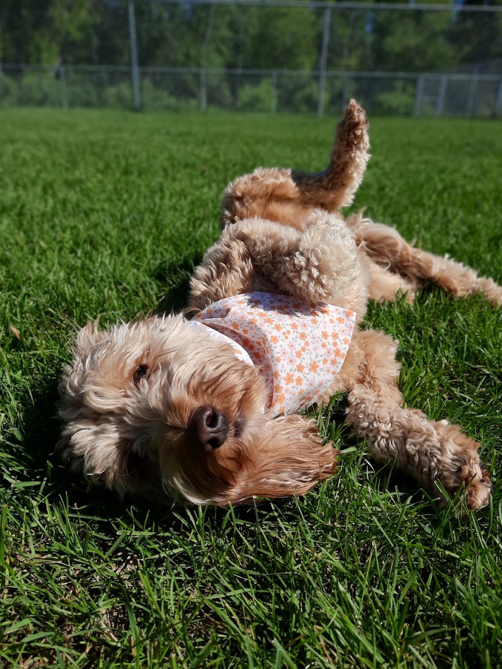 Clearspring Kennels | 38010 Municipal 35 Rd E, Blumenort, MB R0A 0C1, Canada | Phone: (204) 320-9008