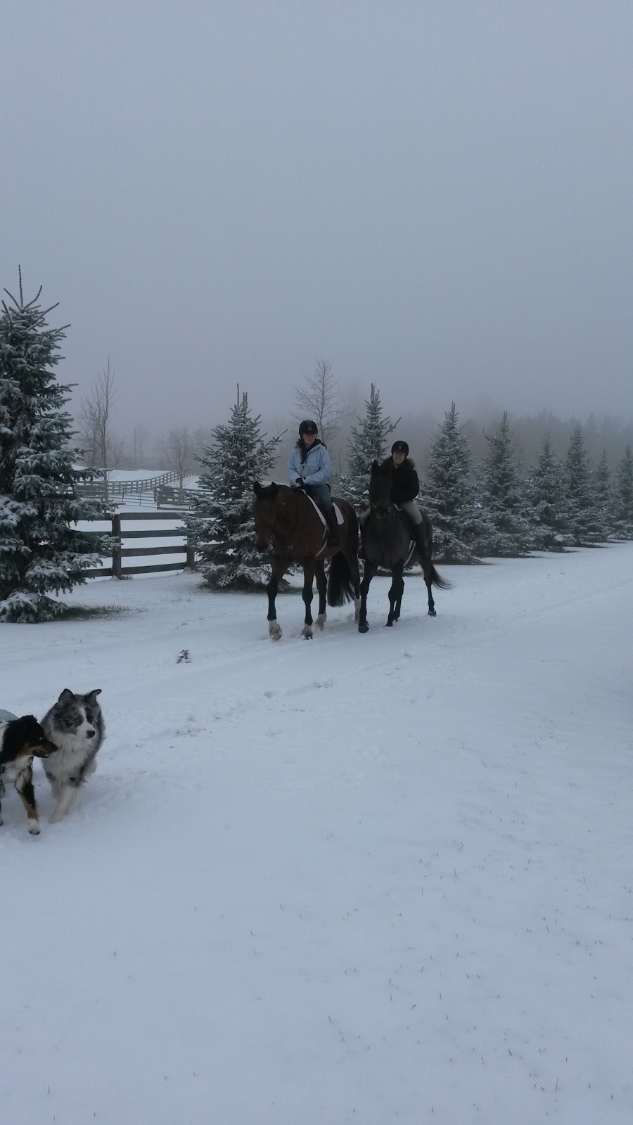 Stone House Farm Sales | 20511 Heart Lake Rd, Caledon Village, ON L7K 2A8, Canada | Phone: (416) 697-7792