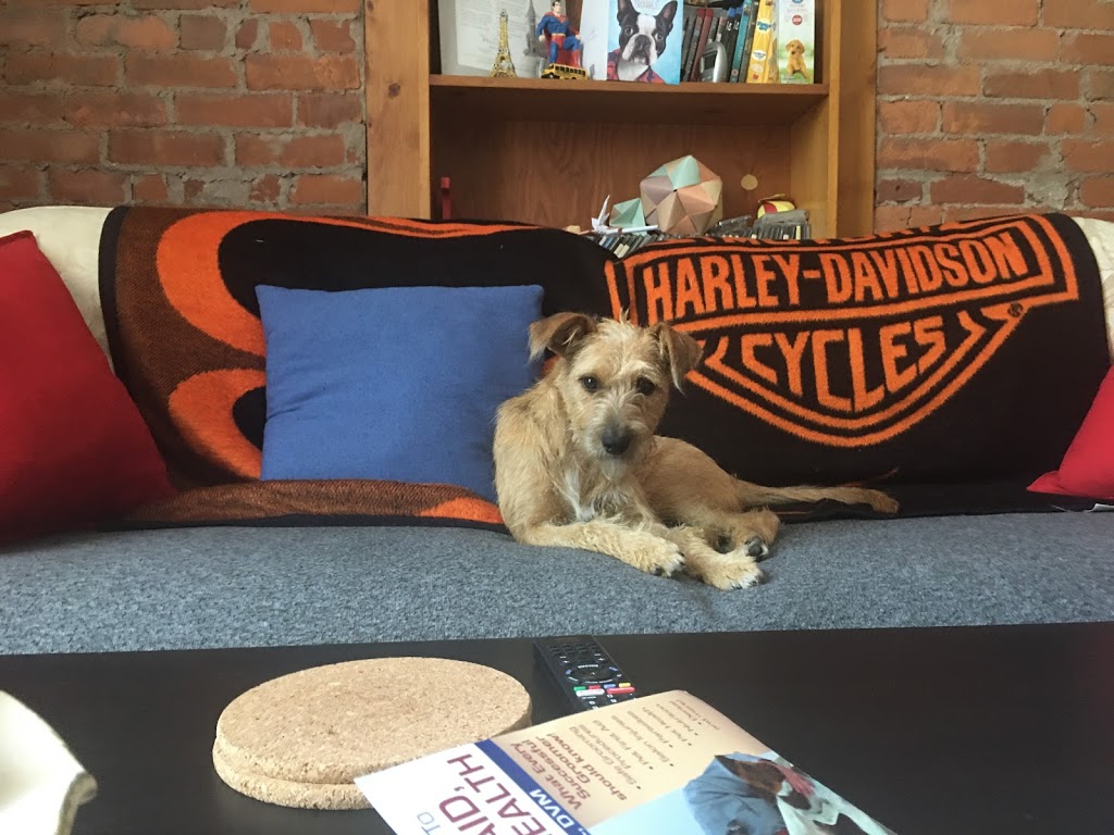 Pals & Bones | 955 Shadeland Ave, Burlington, ON L7T 2M2, Canada | Phone: (647) 833-1495