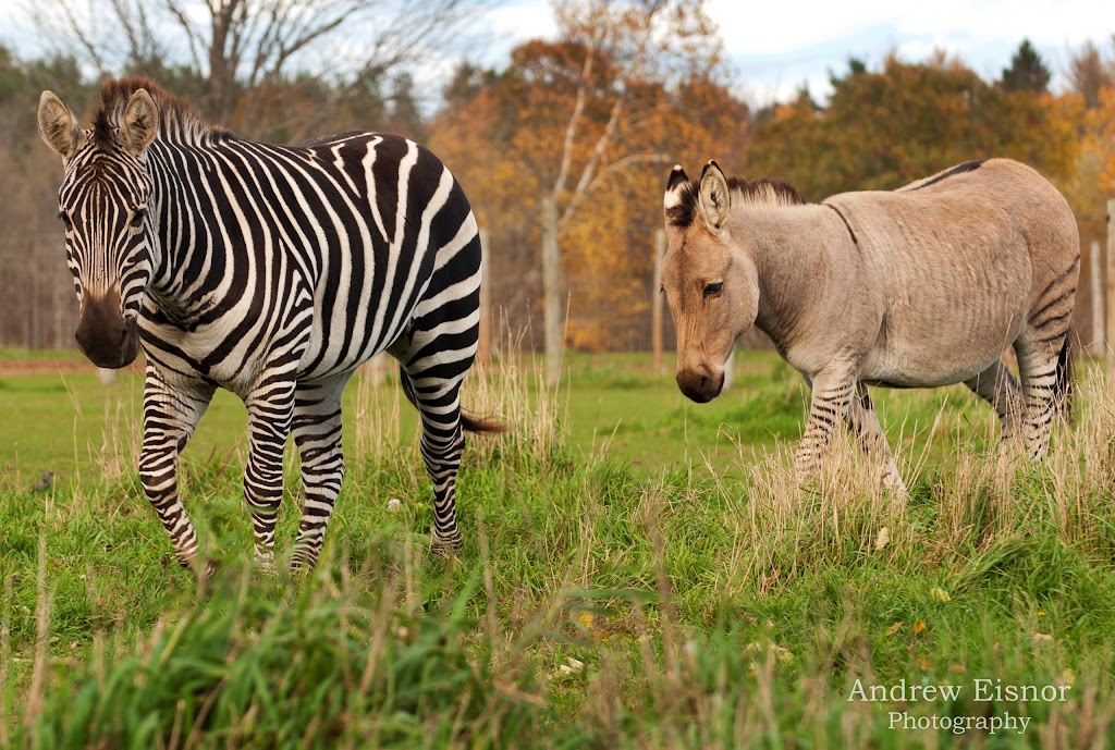 Oaklawn Farm Zoo | 1007 Ward Rd, Aylesford, NS B0P 1C0, Canada | Phone: (902) 847-9790