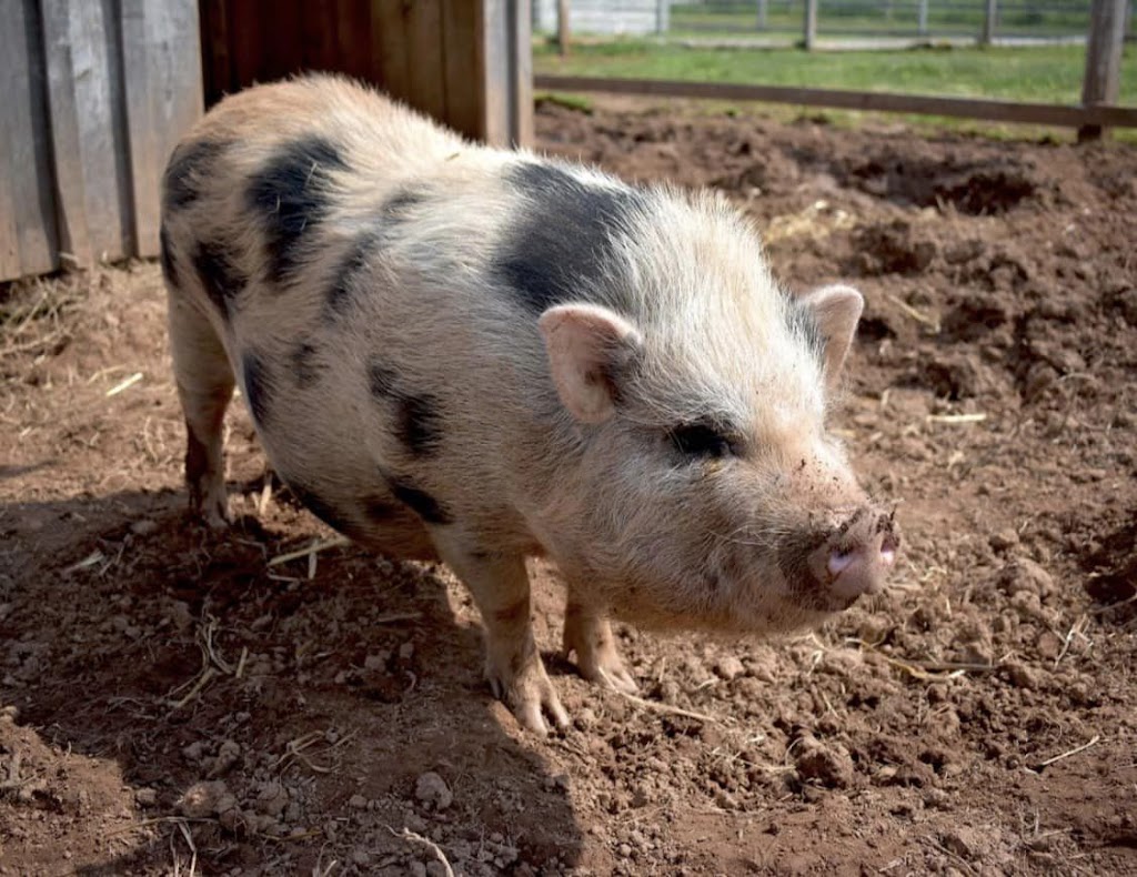 Whispering Hope Farm | 347 Ellerslie Rd, Ellerslie, PE C0B 1J0, Canada | Phone: (902) 303-3491