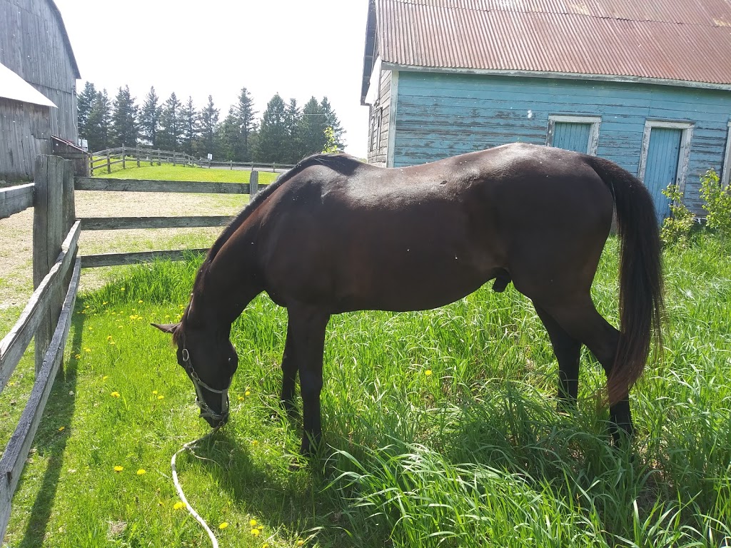 Teaselwood Stable | 1847 Old Prescott Rd, Greely, ON K4P 1L3, Canada | Phone: (613) 292-4906