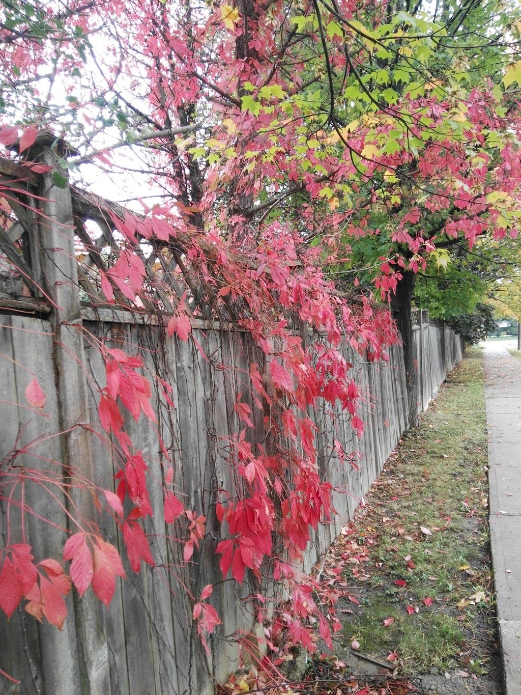 Raccoon Park | 160 Coons Rd, Richmond Hill, ON L4E 2P7, Canada