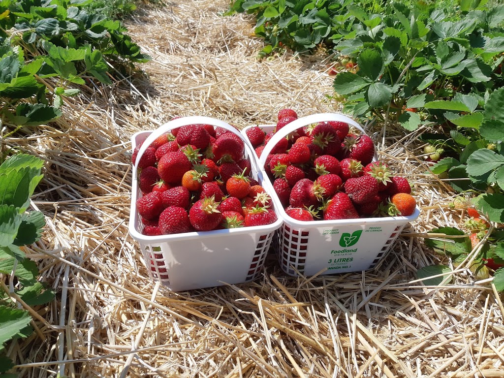 Red Barn Berries | 744716 County Rd 17, Woodstock, ON N4S 7V7, Canada | Phone: (519) 537-3756