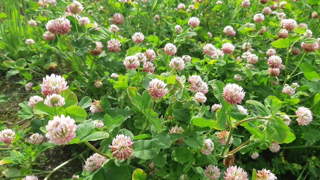Komoka Provincial Park - The Ponds | 22290 Komoka Rd, Middlesex Centre, ON N0L, 22290 Komoka Rd, Middlesex Centre, ON N0L, Canada | Phone: (519) 874-4691