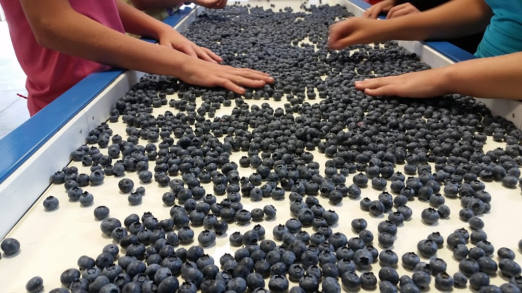 Berry Bounty Farms | 48260 Chilliwack Central Rd, Chilliwack, BC V2P 6H3, Canada | Phone: (604) 316-1350