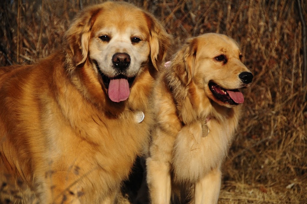 Canyon Meadows Veterinary Clinic | 1057 Canyon Meadows Dr SW, Calgary, AB T2W 5V3, Canada | Phone: (403) 251-6926