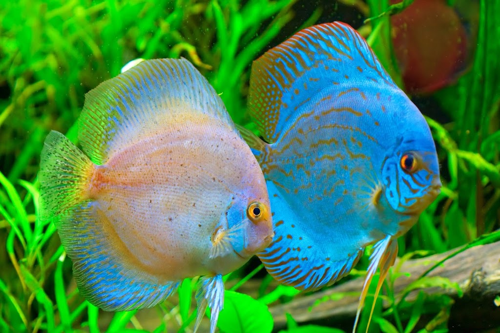 Big Als Aquarium Services Distribution Centre | 265 Nativio St, Vaughan, ON L4H 4S6, Canada | Phone: (905) 851-1858