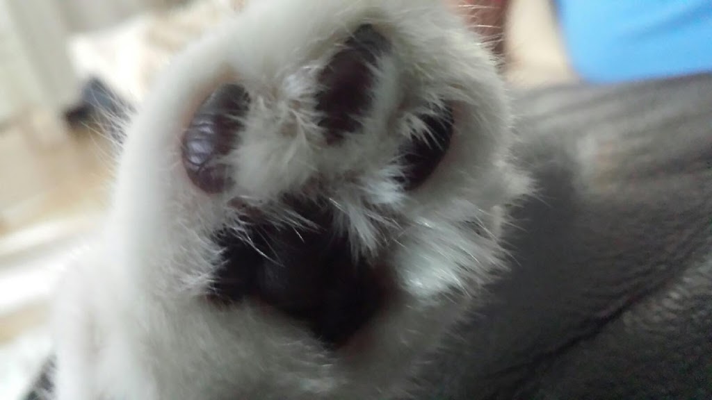 Pets Without Border | guelph line, Burlington, ON L7P 3Z3, Canada | Phone: (905) 630-7803