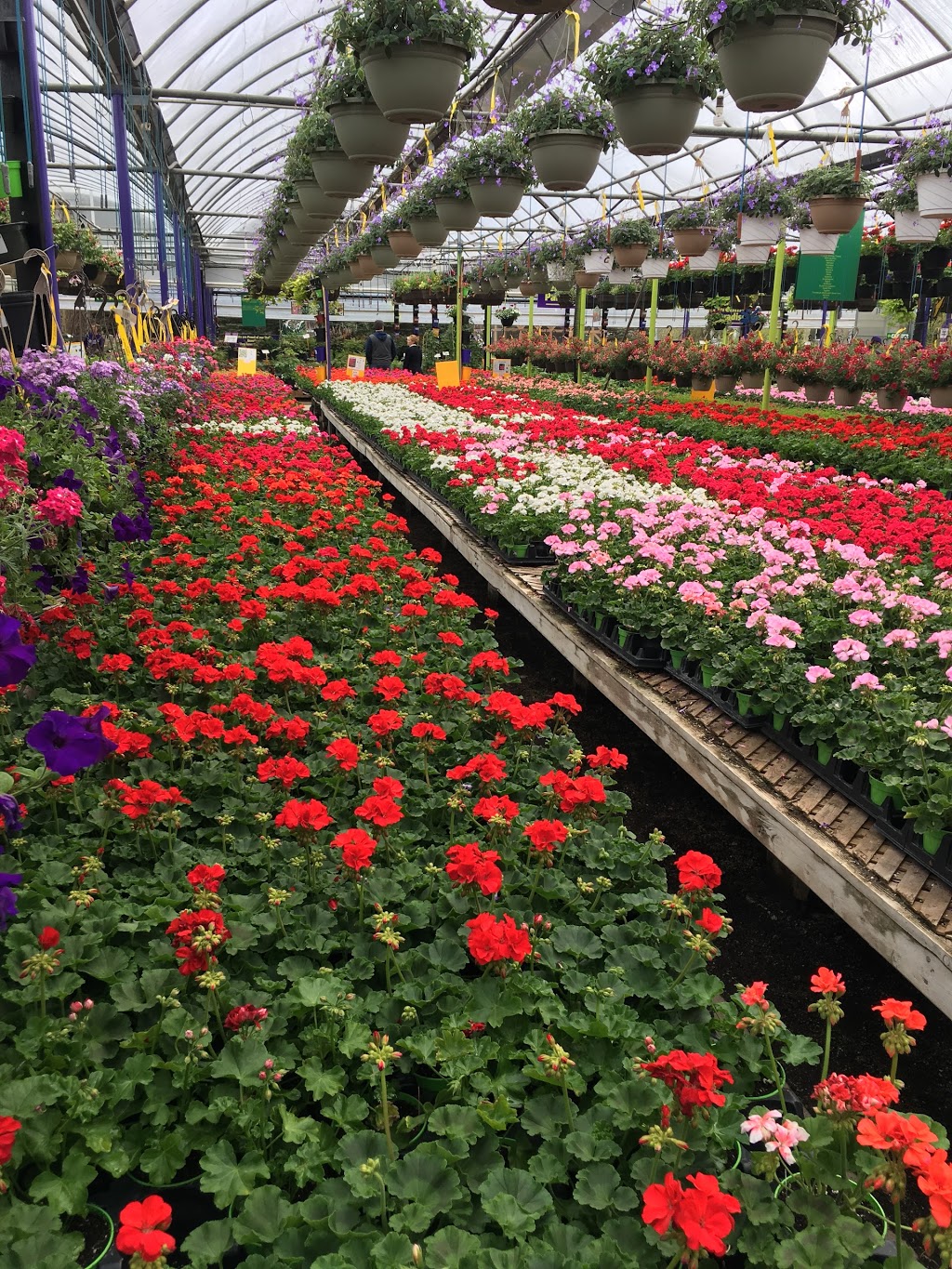 Greenway Garden Centre | 2000 Shantz Station Rd, Breslau, ON N0B 1M0, Canada | Phone: (519) 648-2328