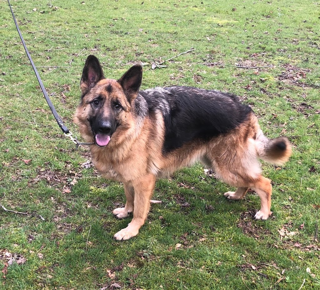 Top Dog Training | 24333 12 Ave, Langley, BC V2Z 1L2, Canada | Phone: (604) 351-3647