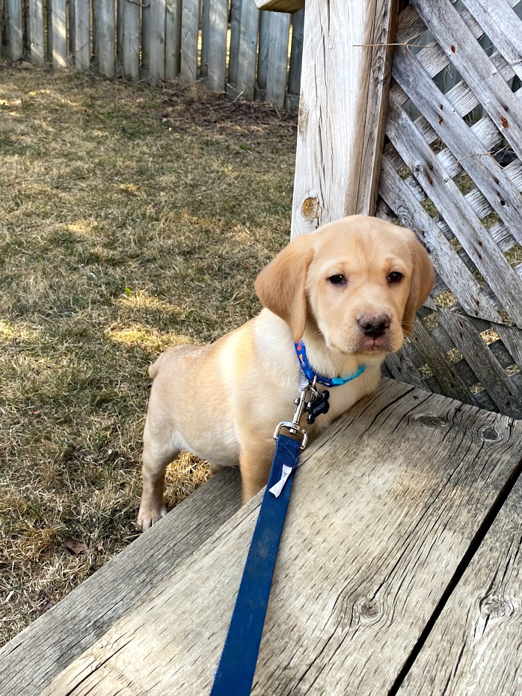 Noble K9 | 549 Trussler Rd, Kitchener, ON N2E 0C3, Canada | Phone: (226) 978-1090