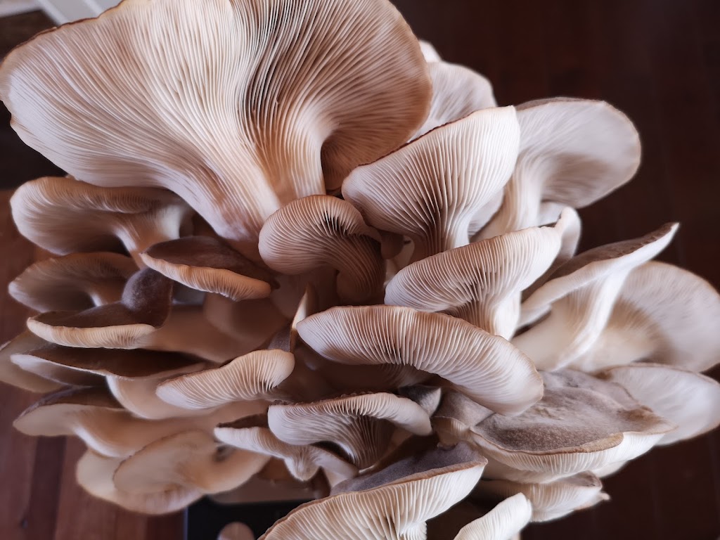 Gourmet Mushrooms Paisley | 3506 Bruce County Rd 3, Paisley, ON N0G 2N0, Canada | Phone: (519) 386-6557