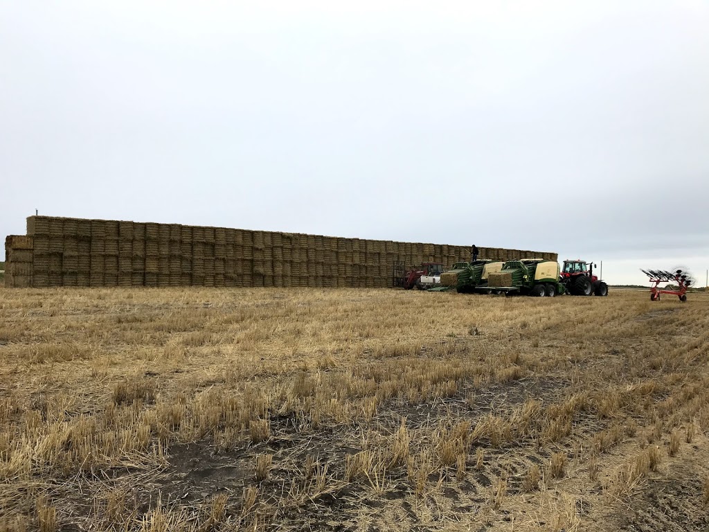 Goldenview Farms Ltd. | 23096 Rd 2 N, NW-7-1-4-W RM of Stanley Box 288 RR2, Morden, MB R6M 2A1, Canada | Phone: (204) 362-4874