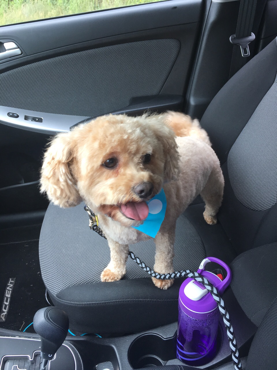 Adorable Dogs Grooming Spa | 575 Main St, Dartmouth, NS B2W 6A4, Canada | Phone: (902) 405-3647