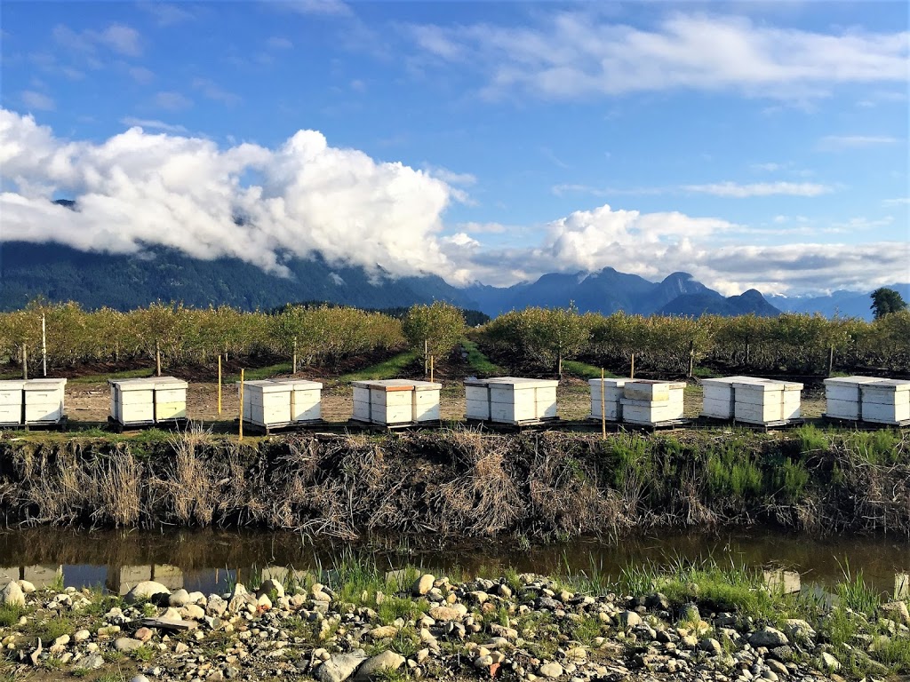 Bee Natural Apiaries | 18868 McQuarrie Rd, Pitt Meadows, BC V3Y 1Z1, Canada | Phone: (604) 220-0336