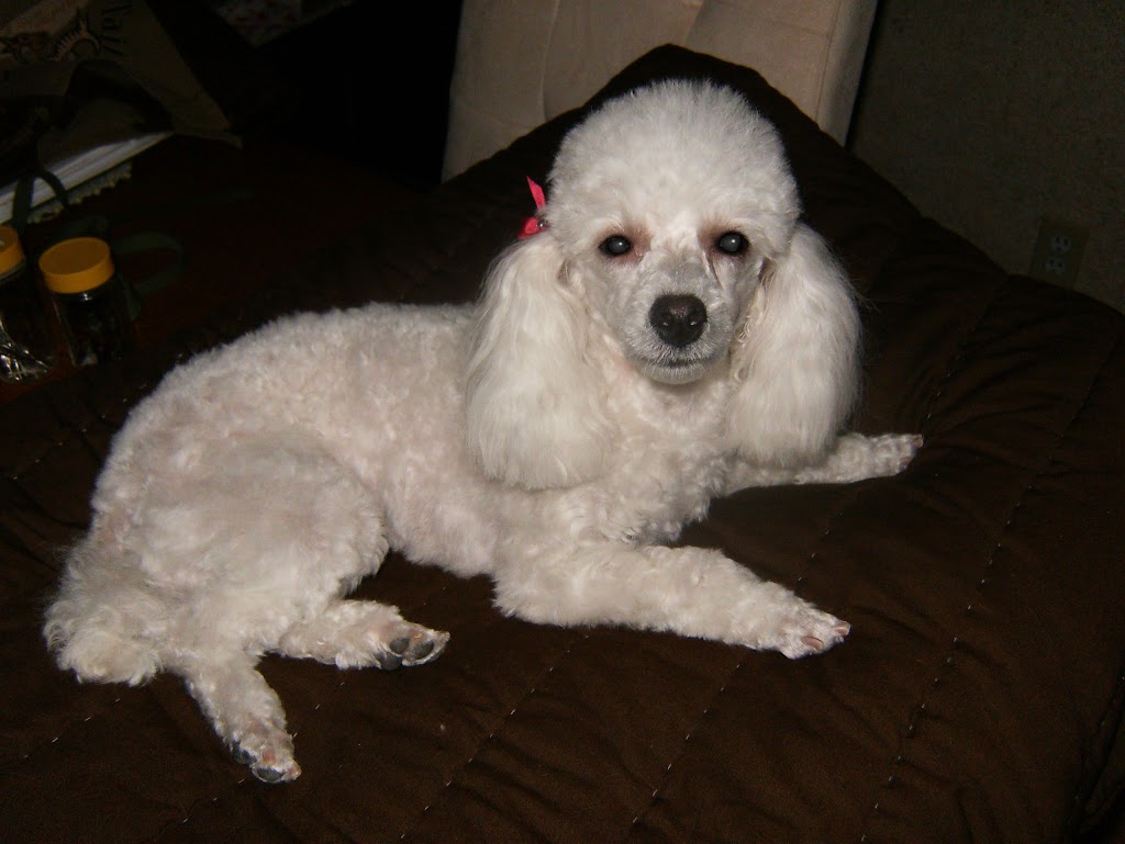 WeeBreed Dog Grooming | 9 McLeod Road Northwest As 9 McLeod Place Grey Townhouses McLeod Place, 53 St NW, Edmonton, AB T5A 3A8, Canada | Phone: (780) 473-6591