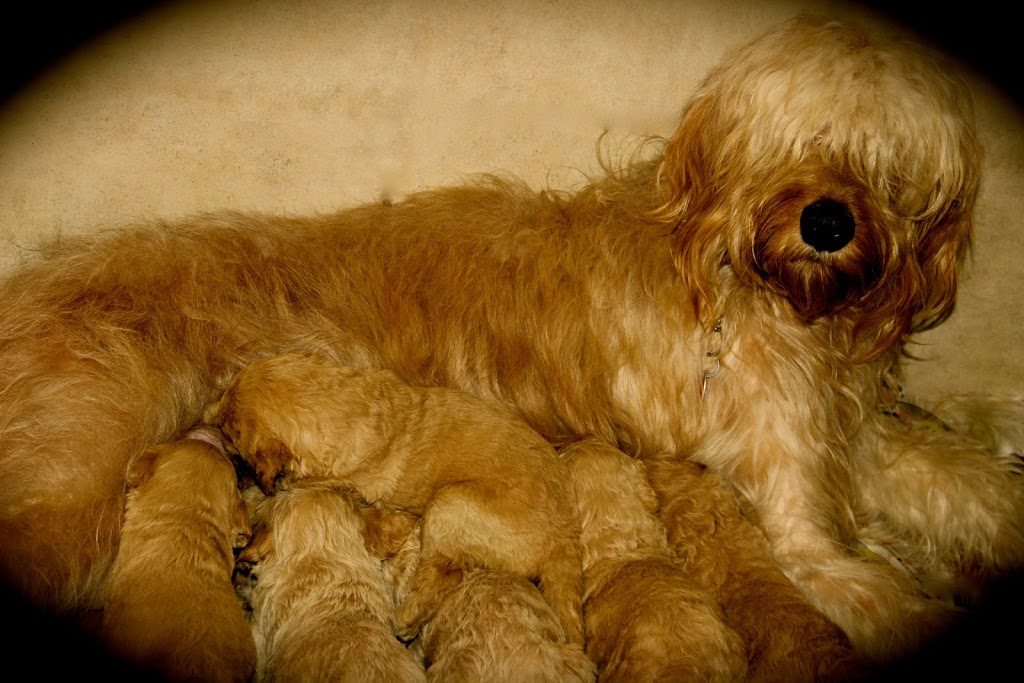 Elevage Harahel Goldendoodle | 292 Route 122, Saint-Guillaume, QC J0C 1L0, Canada | Phone: (819) 473-1972