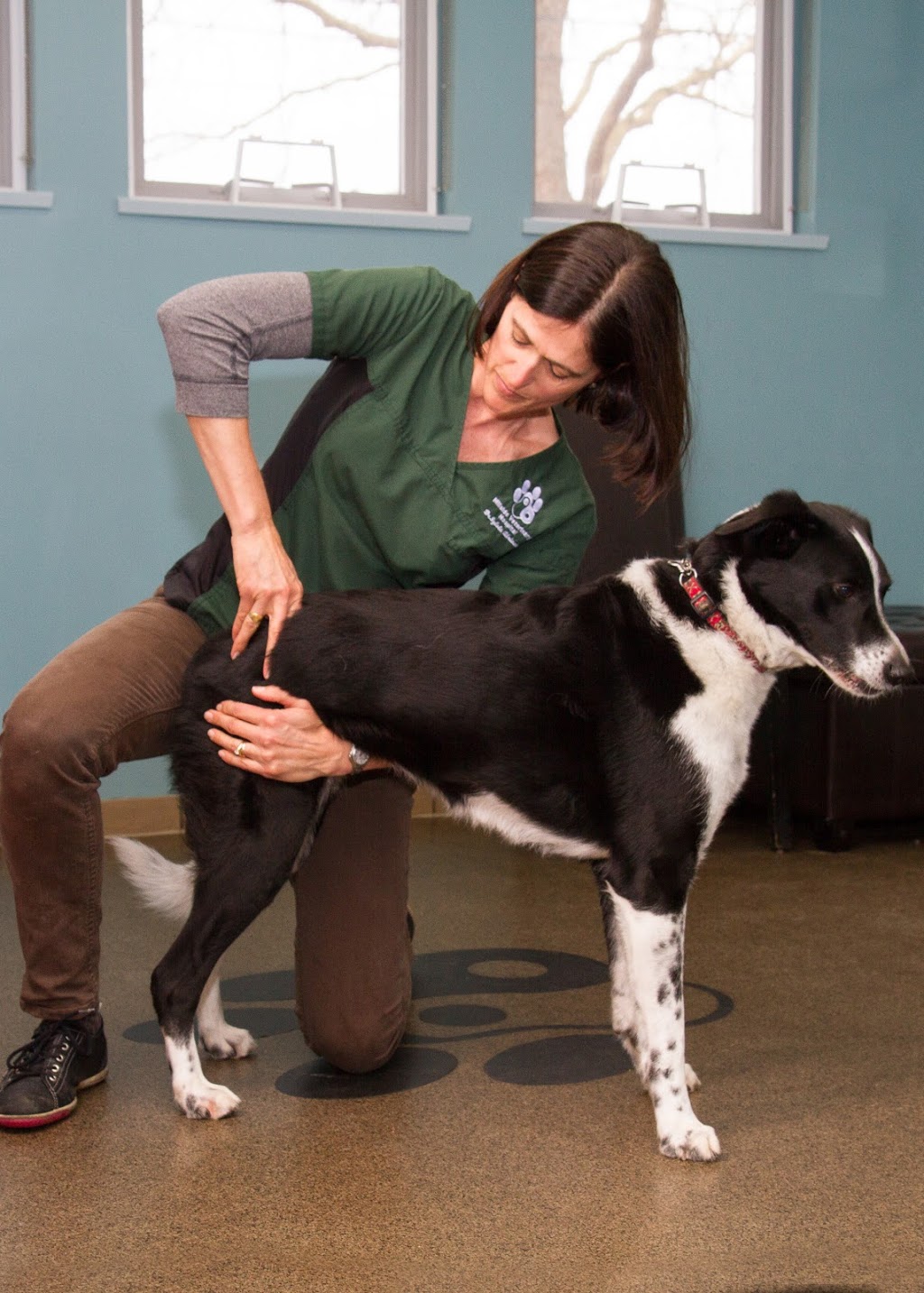 Hillside Veterinary Hospital | 1700 Kings Rd, Victoria, BC V8R 2P1, Canada | Phone: (250) 598-4477