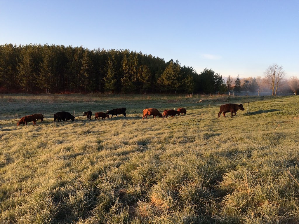 Double D Pastures | 429527 Rd 8B Concession, Singhampton, ON N0C 1M0, Canada | Phone: (705) 606-0905