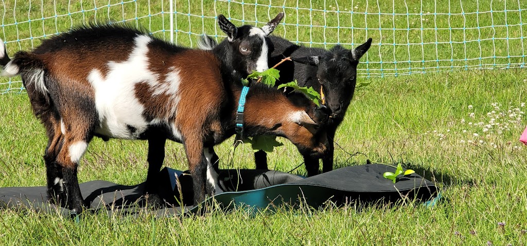 Goat Yoga | 12825 Squamish Valley Rd, Brackendale, BC V0N 1H0, Canada | Phone: (604) 902-5951