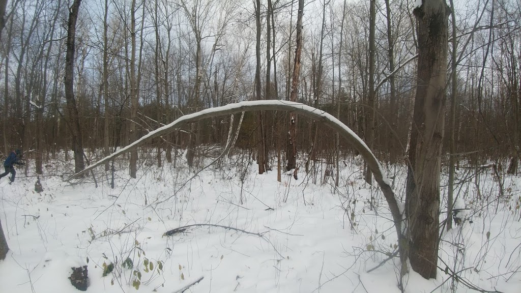 Dewberry Trail | Dolman Ridge Rd, Orléans, ON K1C 7G4, Canada