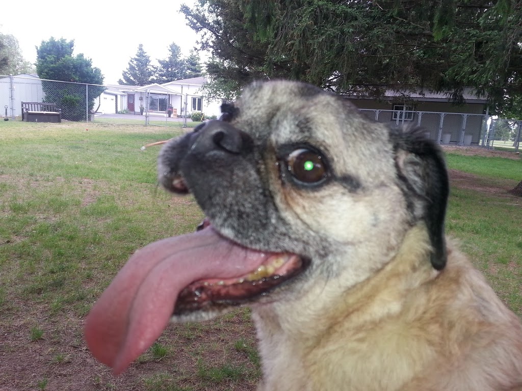 Birchview Dog Boarding | 1491 Windham Road 2, Scotland, ON N0E 1R0, Canada | Phone: (226) 387-3003