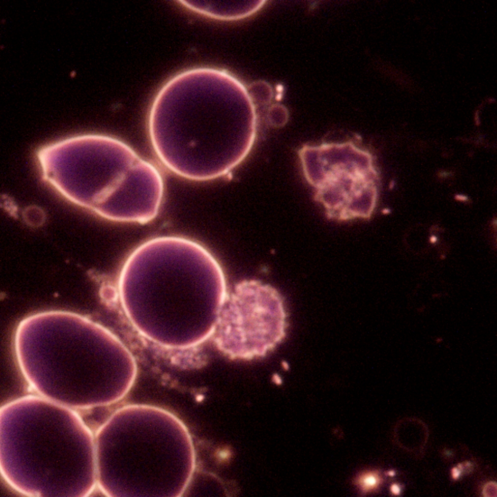Microcell Sciences Inc. | 25 Caithness St W, Caledonia, ON N3W 1B7, Canada | Phone: (905) 765-0404