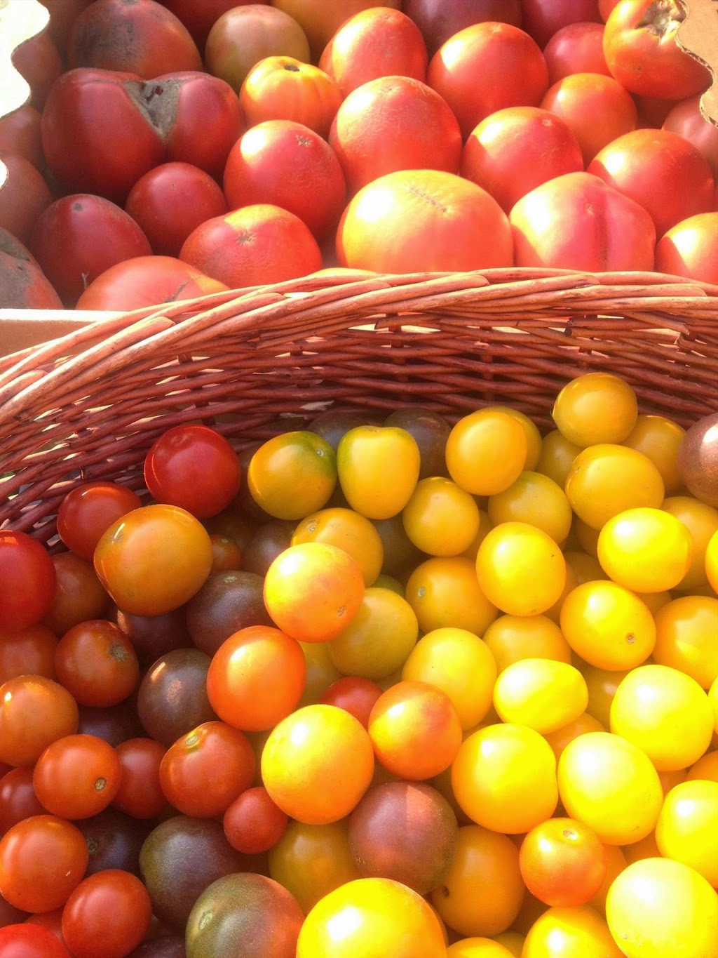 Knuckle Down Farm | 251 Anderson Island Rd, Frankford, ON K0K 2C0, Canada | Phone: (647) 928-5253
