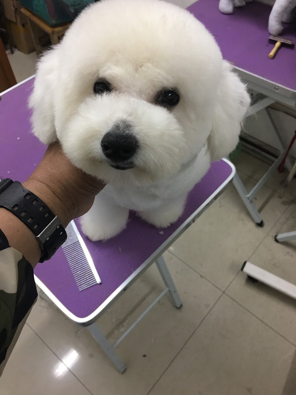 Cute Puppy Grooming Salon | 4498 Southwood St, Burnaby, BC V5J 2G6, Canada | Phone: (778) 878-7788