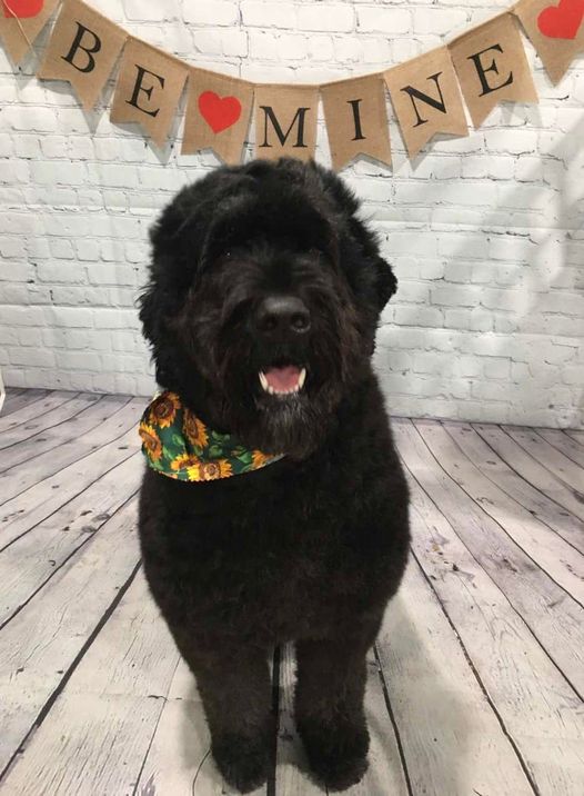 Hidden Oak Professional Pet Grooming | 601 Reiche Rd, Pembroke, ON K8A 6W4, Canada | Phone: (613) 281-5930