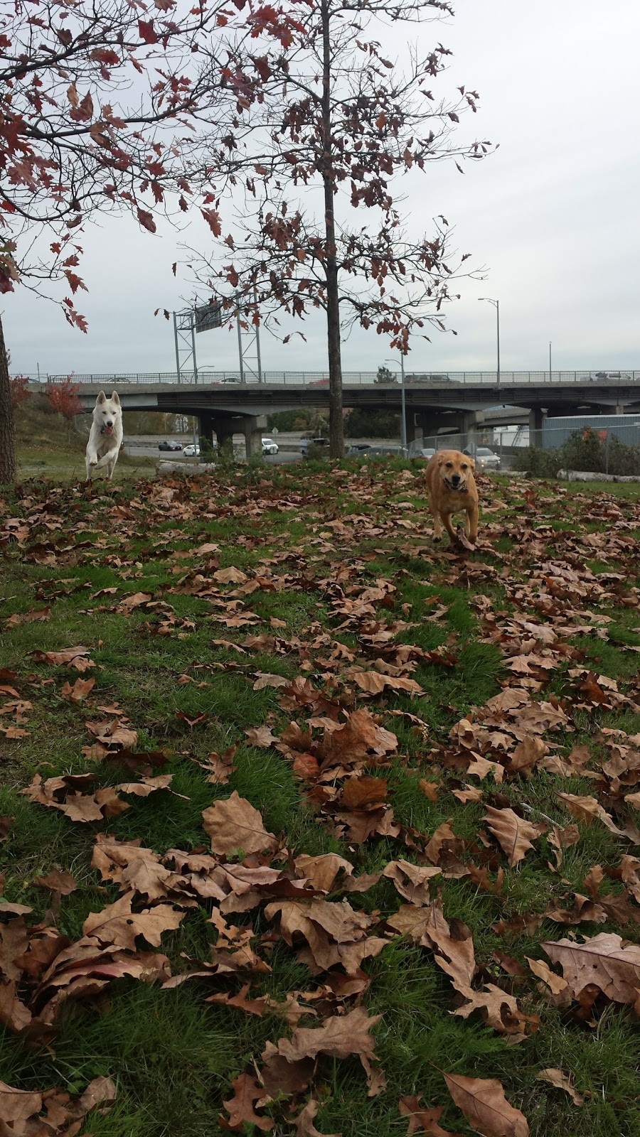 West Side Off-Leash Dog Area | New Westminster, BC V3M, Canada | Phone: (604) 527-4567