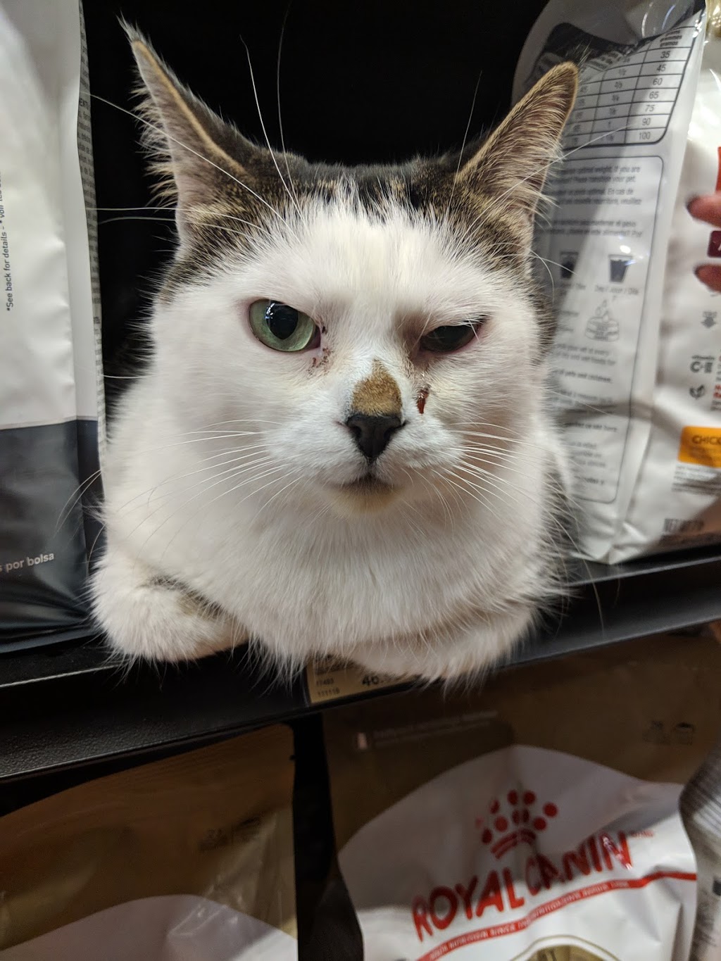 Pet Valu | 5029 Hurontario St, Mississauga, ON L4Z 3X7, Canada | Phone: (905) 501-1176