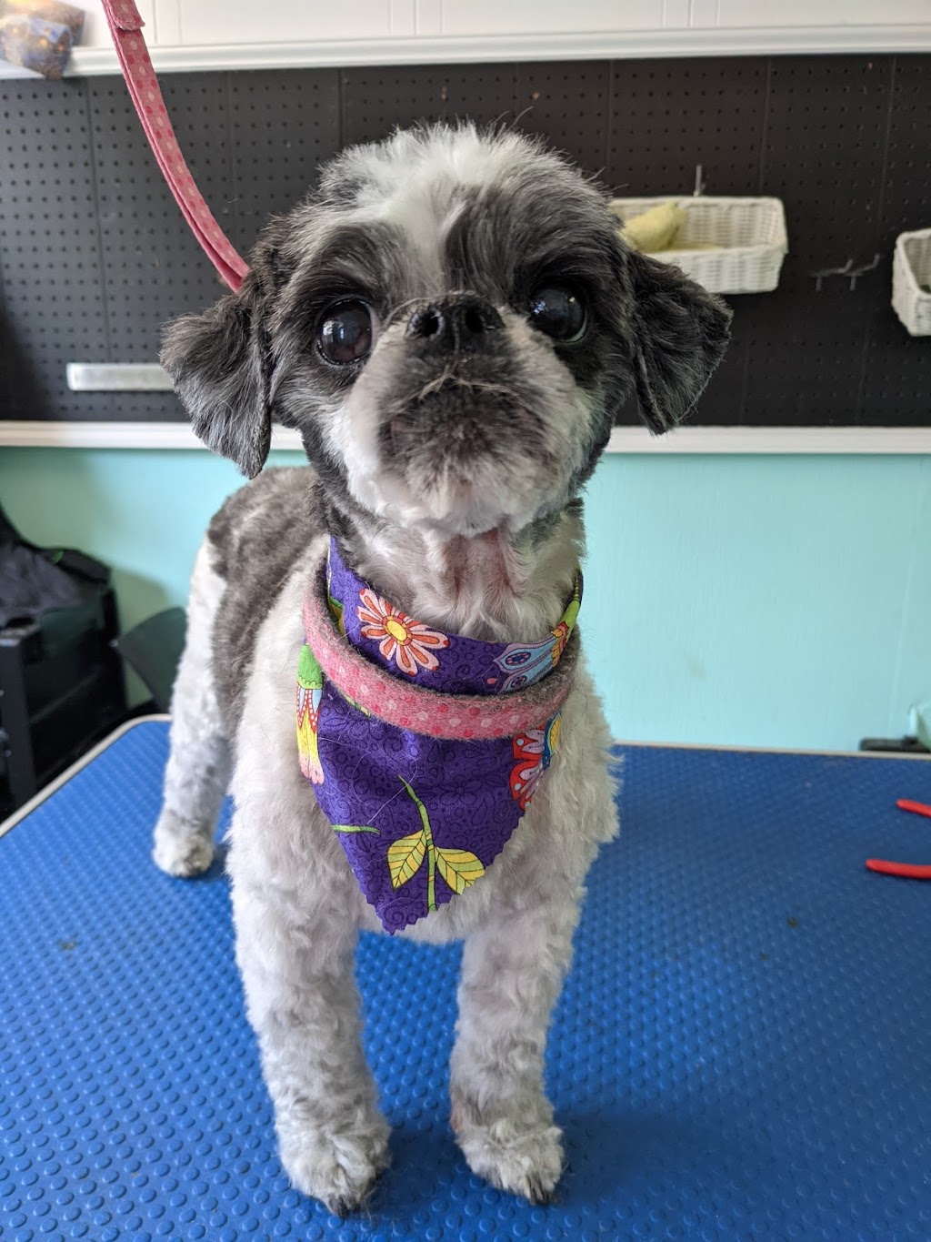 Very Important Pets Boarding Kennel & Grooming Salon | R. R. # 1, Halkirk, AB T0C 1M0, Canada | Phone: (403) 740-4833