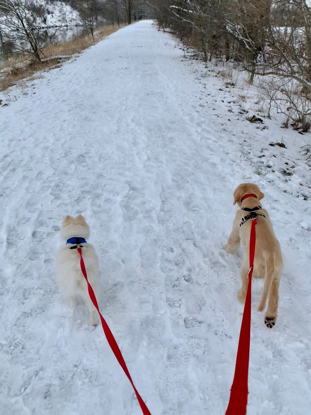 Best For Pets Services | 434 Joseph St, New Hamburg, ON N3A 1G3, Canada | Phone: (647) 521-5190