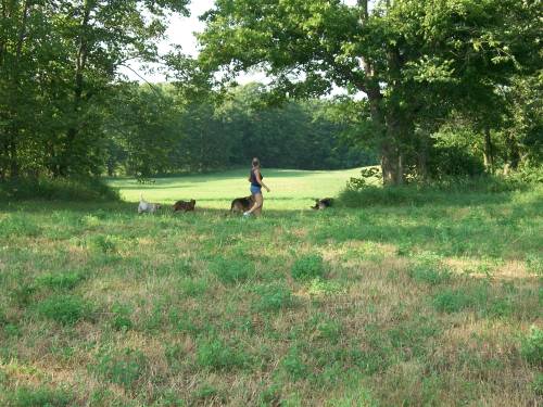 Kennel Land | 12527 Fifth Line Nass, Rockwood, ON N0B 2K0, Canada | Phone: (519) 853-9680