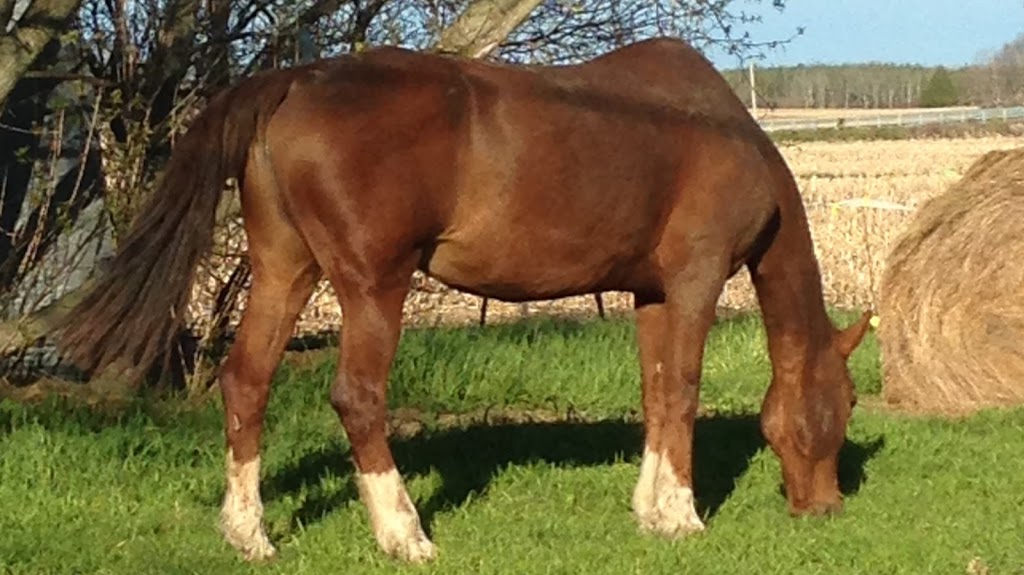 Little Creek Farm & Sanctuary | 7372 Snake Island Rd, Greely, ON K4P 1N2, Canada | Phone: (613) 913-3158