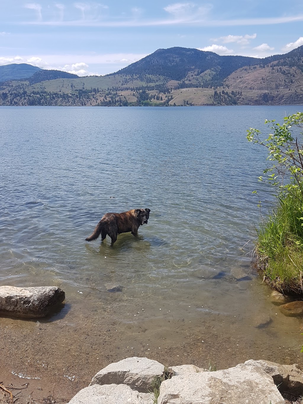 Dog Park beach | 4850-4900 Lakeside Rd, Penticton, BC V2A 8W6, Canada