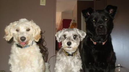 Dogs at Kats | 9404 Danforth Rd E, Cobourg, ON K9A 4J8, Canada | Phone: (905) 396-5287