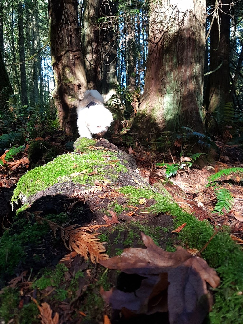 Diana, Princess of Wales Park | Olsen Rd, Ladysmith, BC V9G 2B3, Canada | Phone: (250) 746-2500