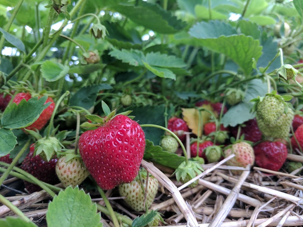 J & N Produce & Flowers | 5982 8 Line E, Ariss, ON N0B 1B0, Canada | Phone: (519) 823-1995