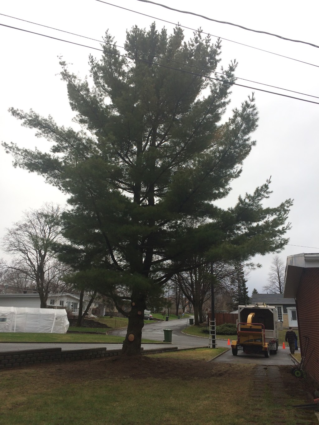 Arboriculture Thibault Inc. | 2994 Rte de lAéroport, Québec, QC G3K 1B3, Canada | Phone: (418) 657-0862