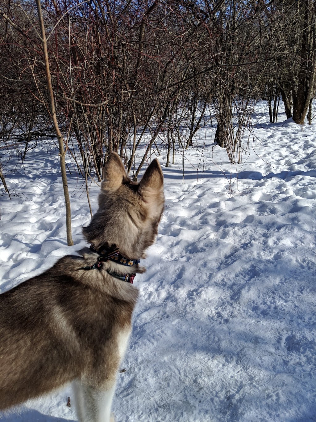 Meadowbrook Dog Park | 692 Parkside Crescent, Kingston, ON K7M 8A7, Canada