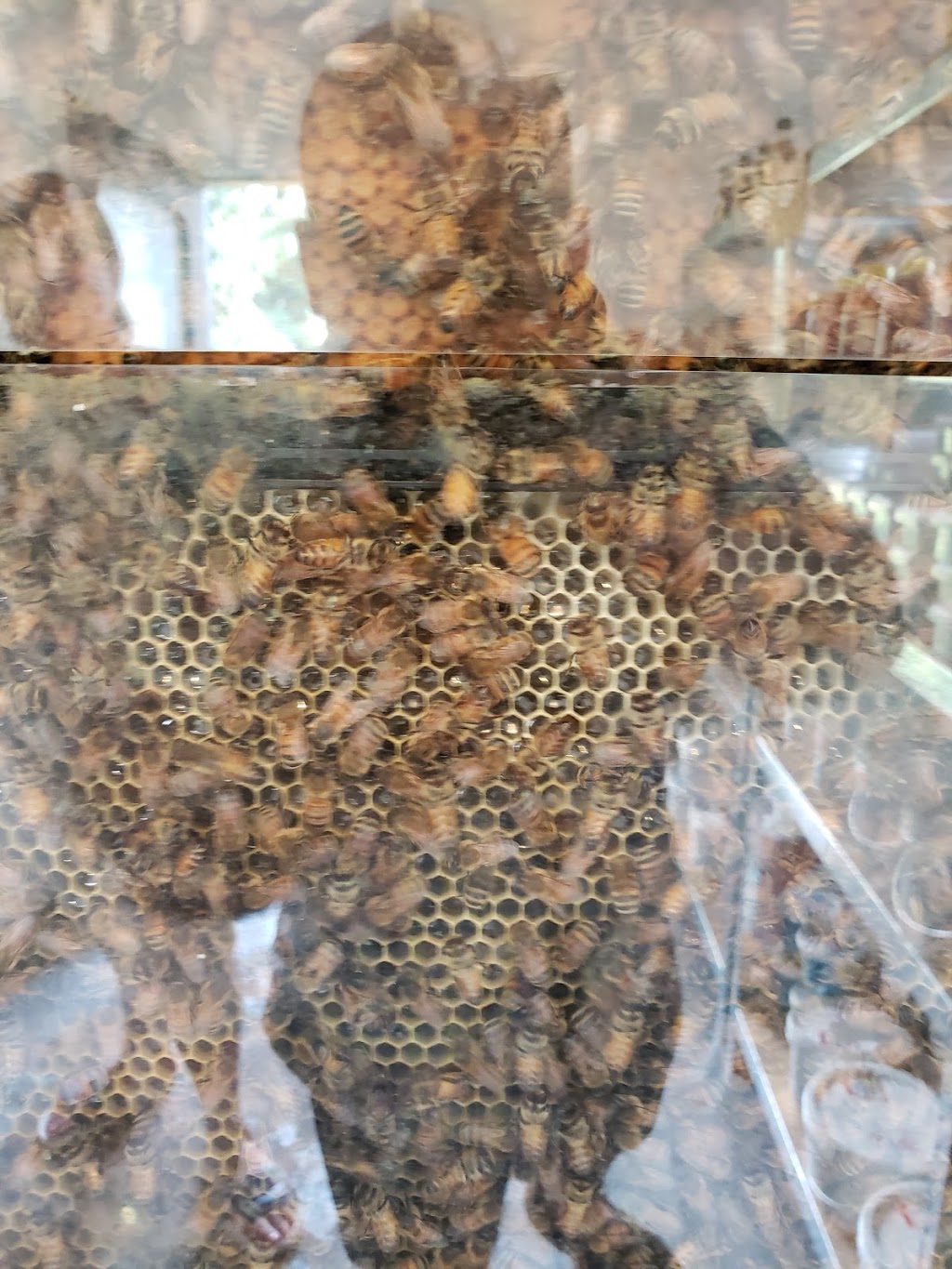 Cherry Creek Apiaries Honey | 5885 Yonge St, Churchill, ON L0L 1K0, Canada | Phone: (705) 456-3876