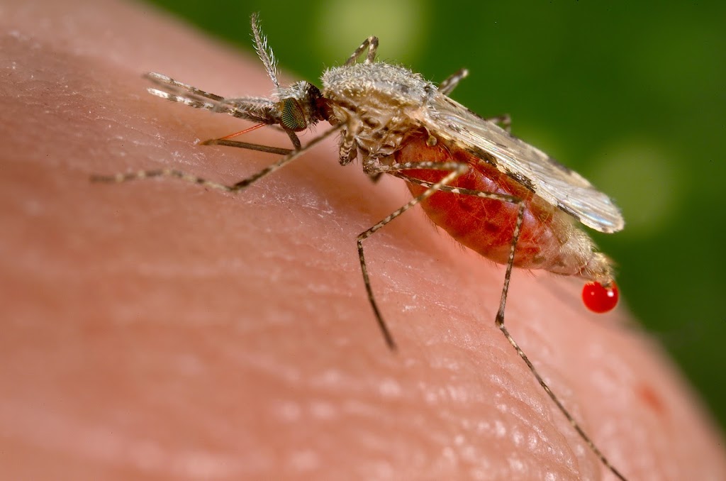 Flyswatter Pest Services | 111 Commissioner St, Embro, ON N0J 1J0, Canada | Phone: (226) 678-4212