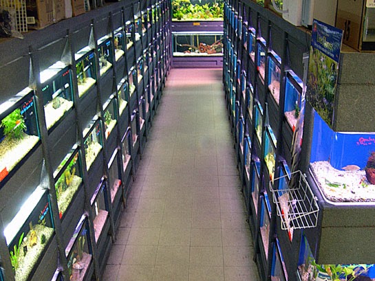 Anchor Bay Aquarium | 36457 Alfred St, New Baltimore, MI 48047, USA | Phone: (586) 725-1383